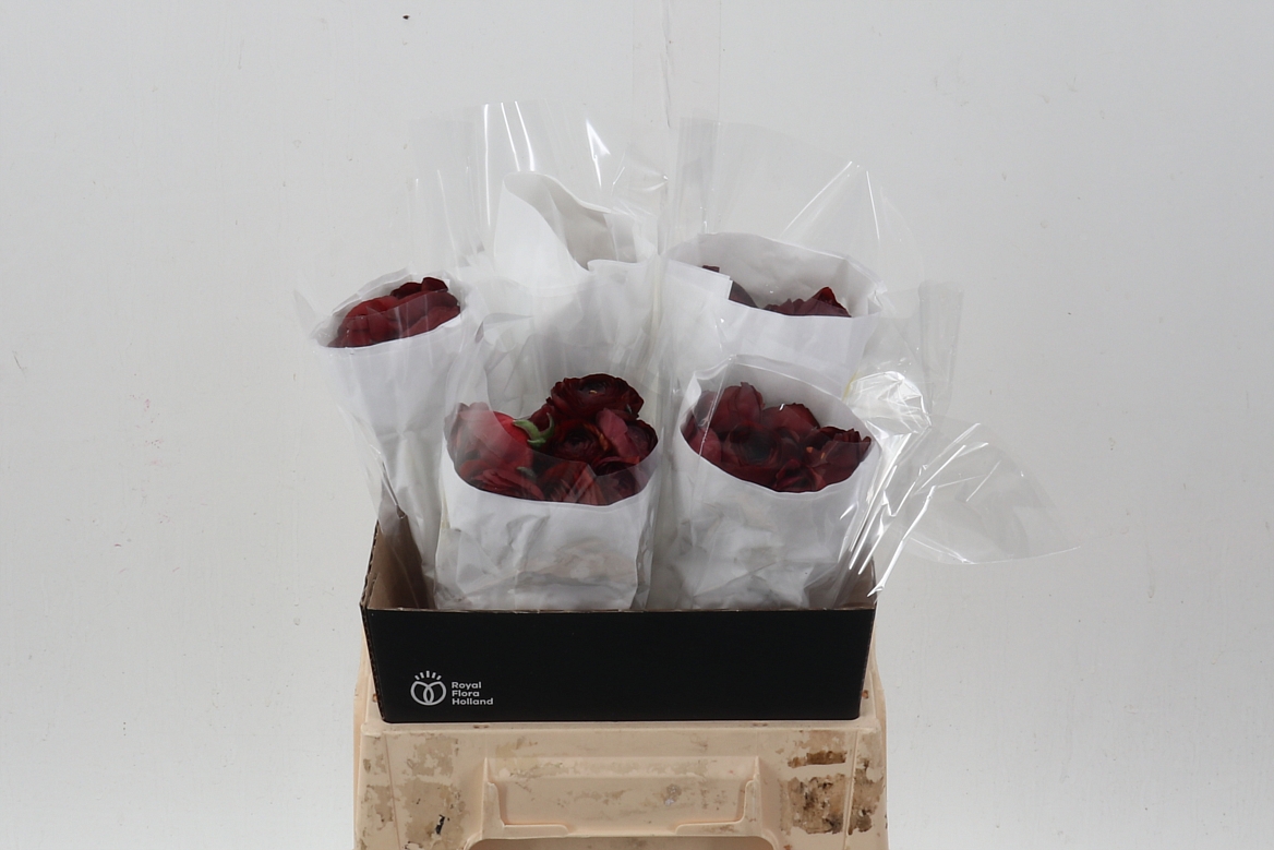 Ranunculus 40cm