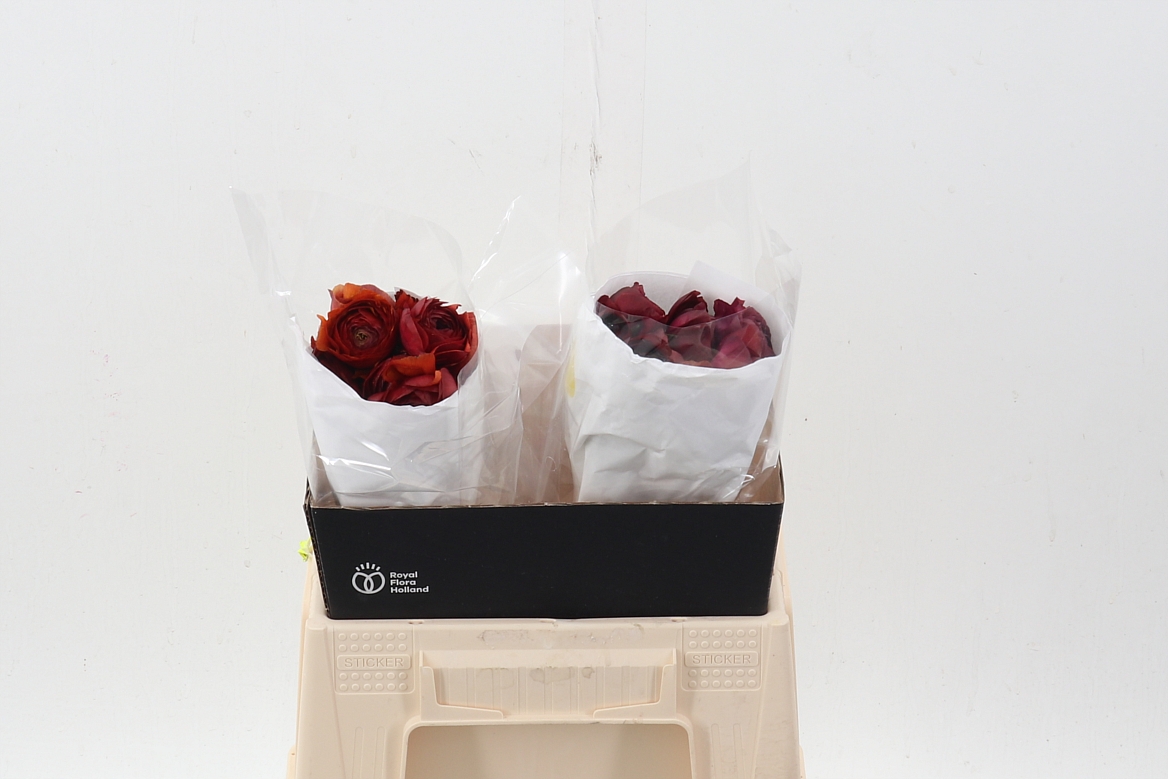 Ranunculus 40cm