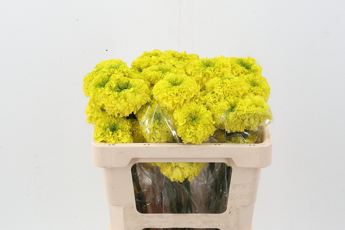 Calendula Orange 50cm