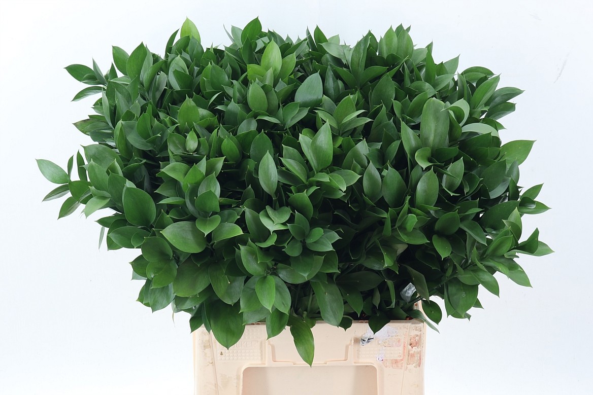 Ruscus Hypophyllum 70cm
