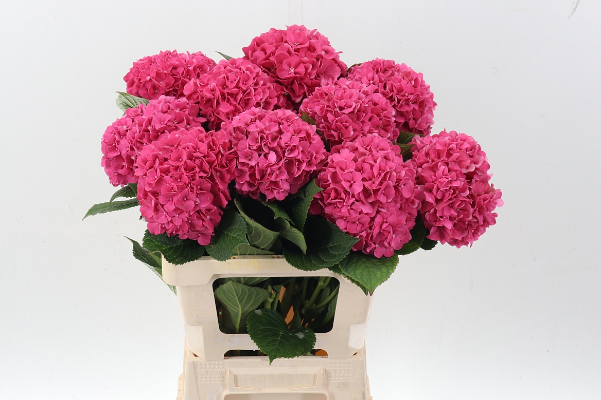 Hydrangea Glowing Alps Pink 60cm 18Ø