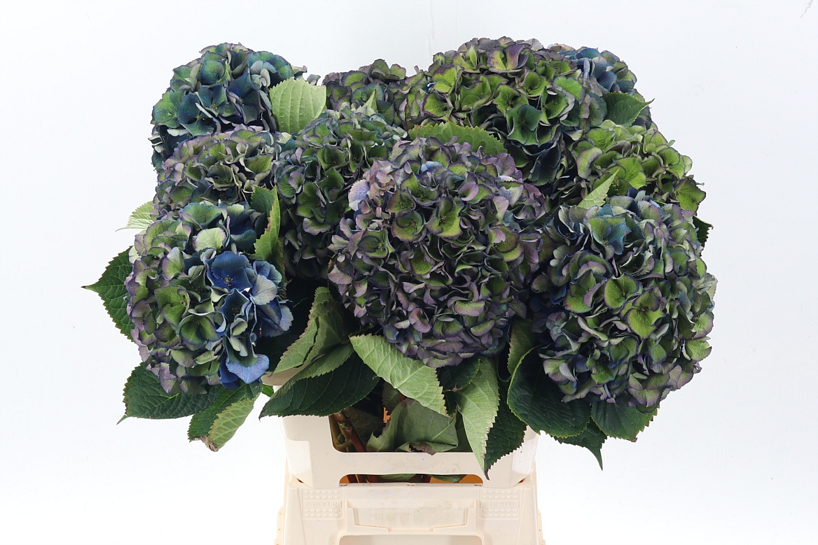 Hydrangea Royal King Classic 60cm 20Ø
