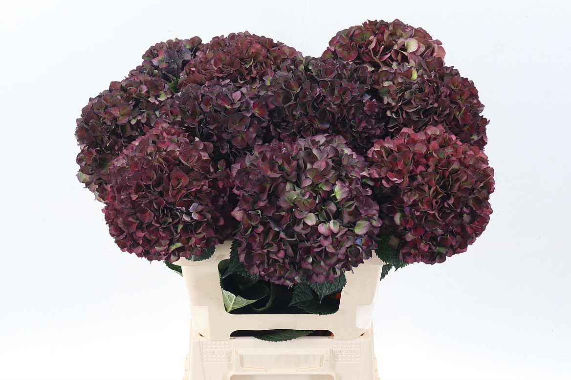Hydrangea Ruby Pink Classic 60cm 20Ø