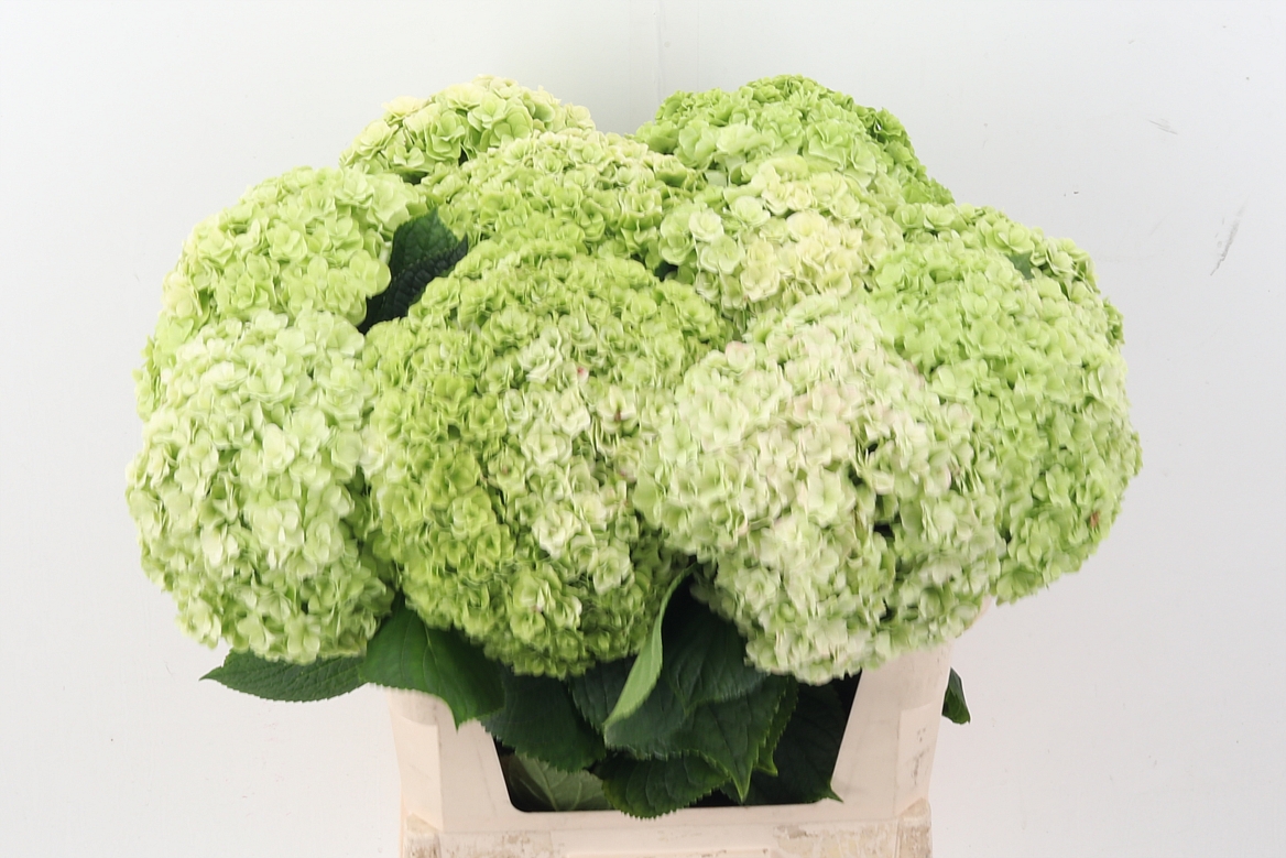 Hydrangea Roy Highne Classic 80cm 25Ø