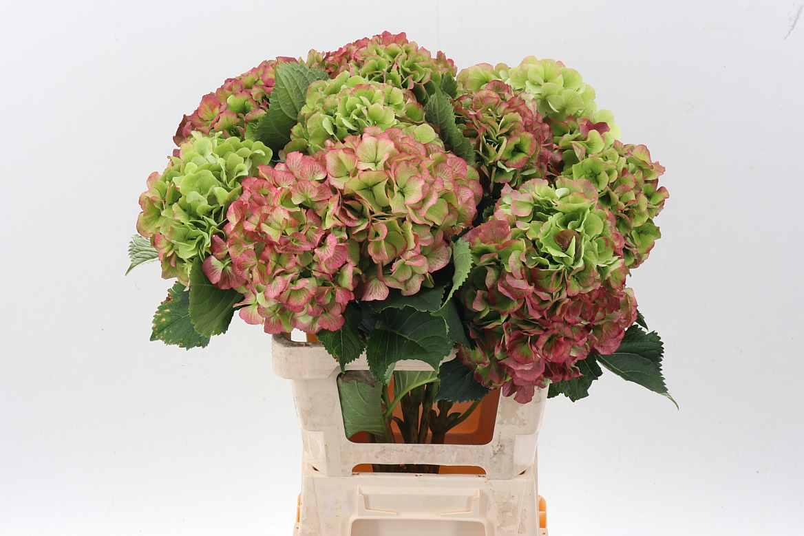 Hydrangea Verena Classic Pink 60cm 20Ø