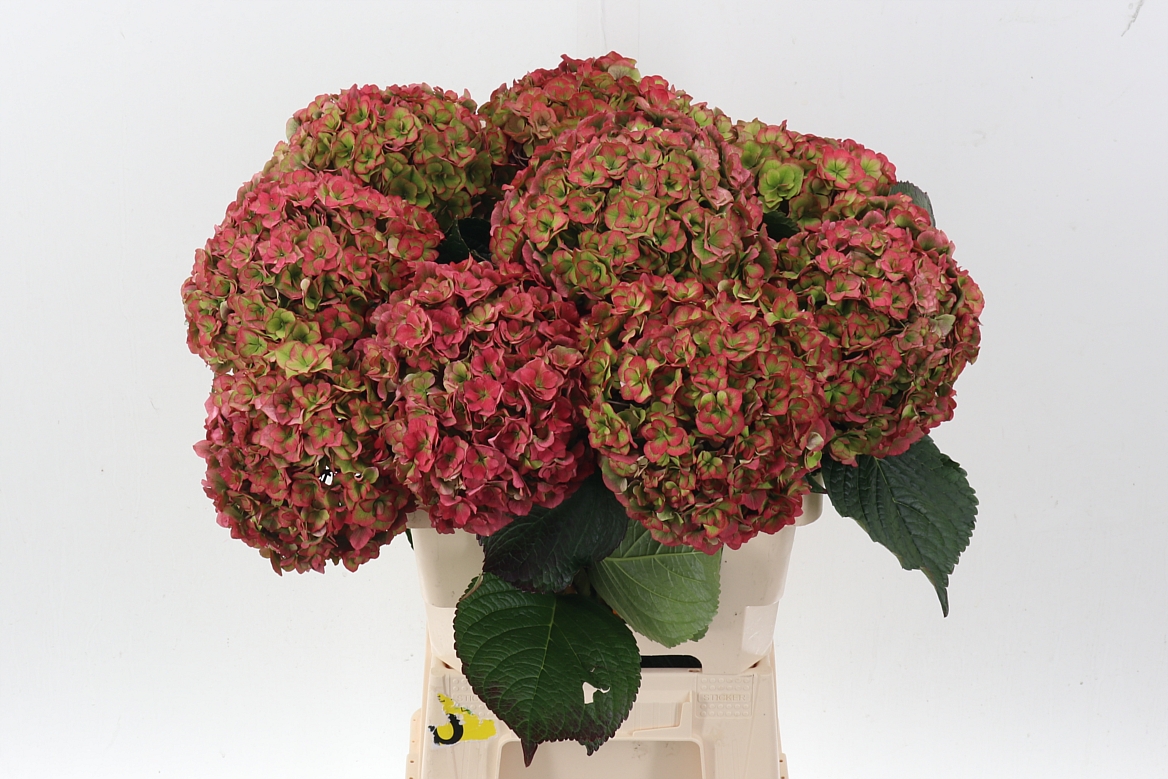 Hydrangea Royal Anastasia Classic 60cm 20Ø