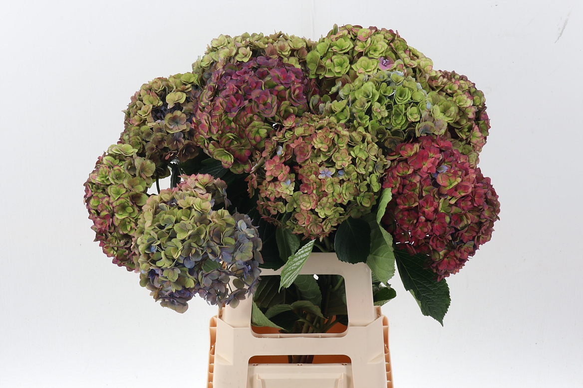 Hydrangea Royal Anastasia Classic 60cm 19Ø