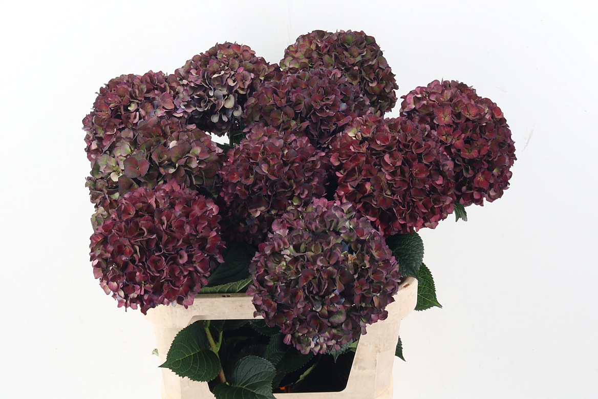 Hydrangea Ruby Pink Classic 80cm 22Ø