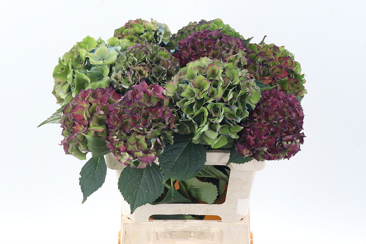 Hydrangea Royal Palace Classic 60cm 16Ø