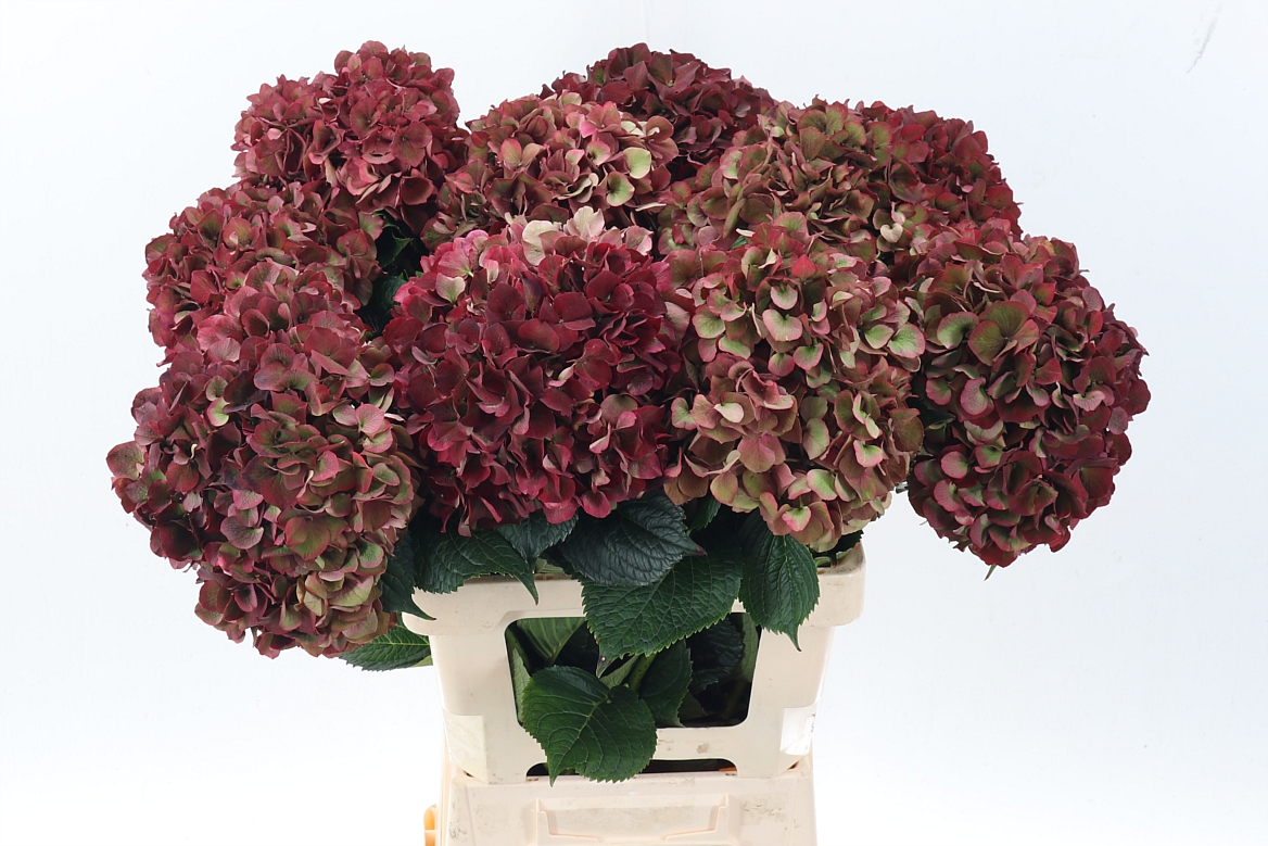 Hydrangea Ruby Pink Classic 60cm 22Ø