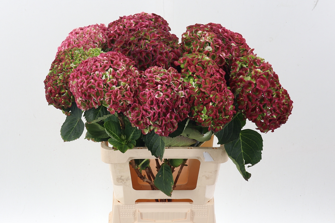 Hydrangea Revolution Pink/green 60cm 18Ø