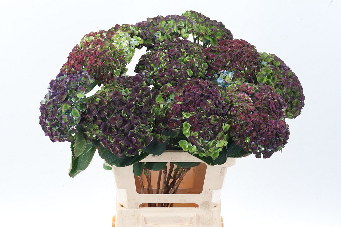 Hydrangea Revolution Classic Purple 60cm 18Ø