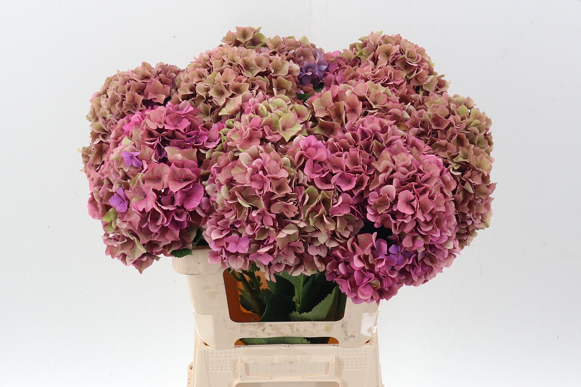 Hydrangea Royal Venice Classic 60cm 20Ø