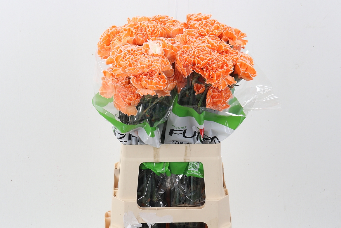 Dianthus St Painted 70cm