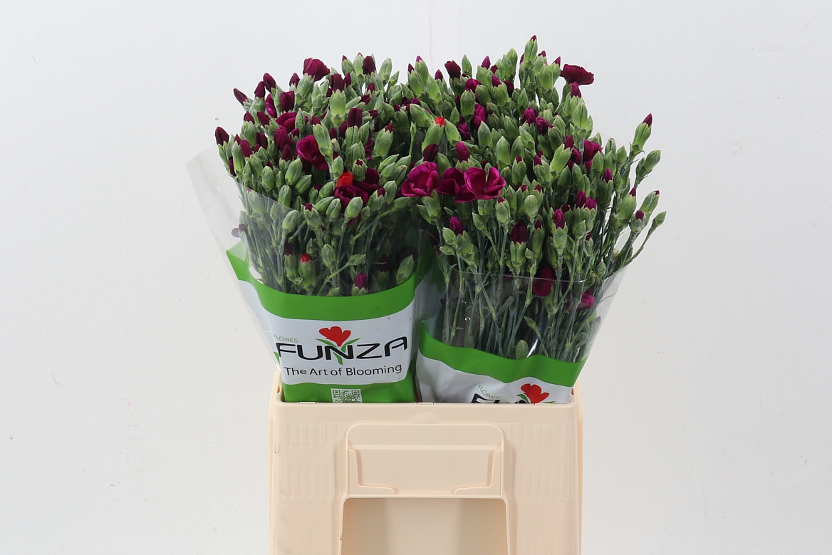 Dianthus Spr Lala Ryan 60cm