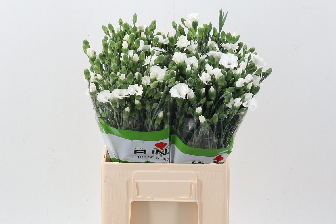 Dianthus Spr Solomio Ard 60cm