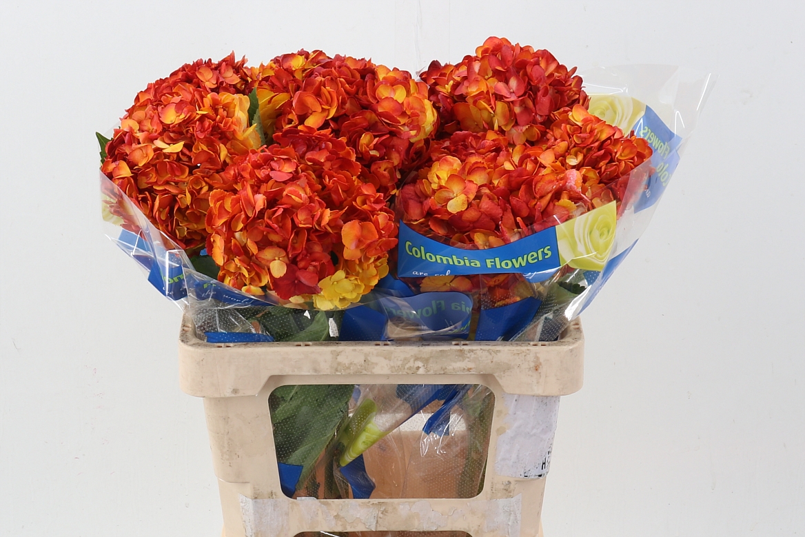 Hydrangea 60cm 15Ø