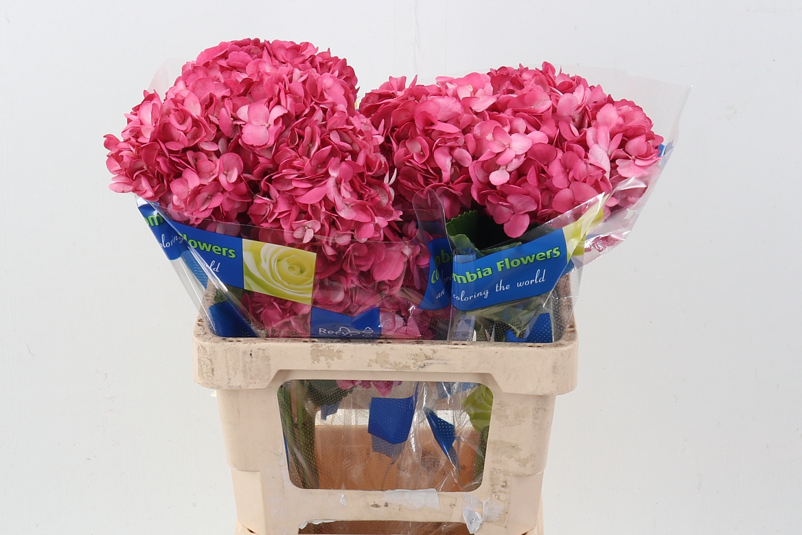 Hydrangea 60cm 15Ø