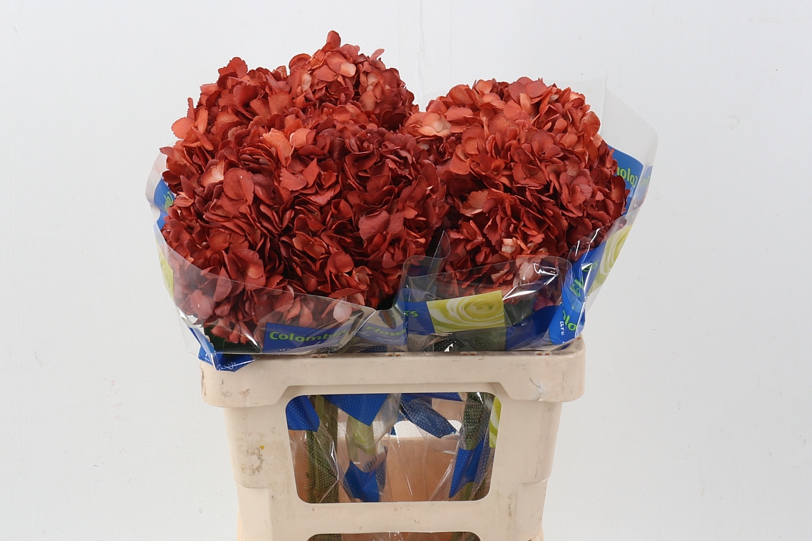 Hydrangea 60cm