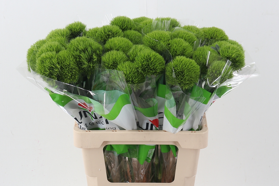 Dianthus Barb Barberatus Fresh 60cm