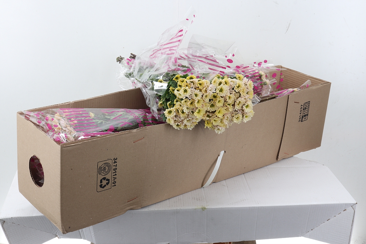 Chrys Santini Rossi White 70cm 55Ø