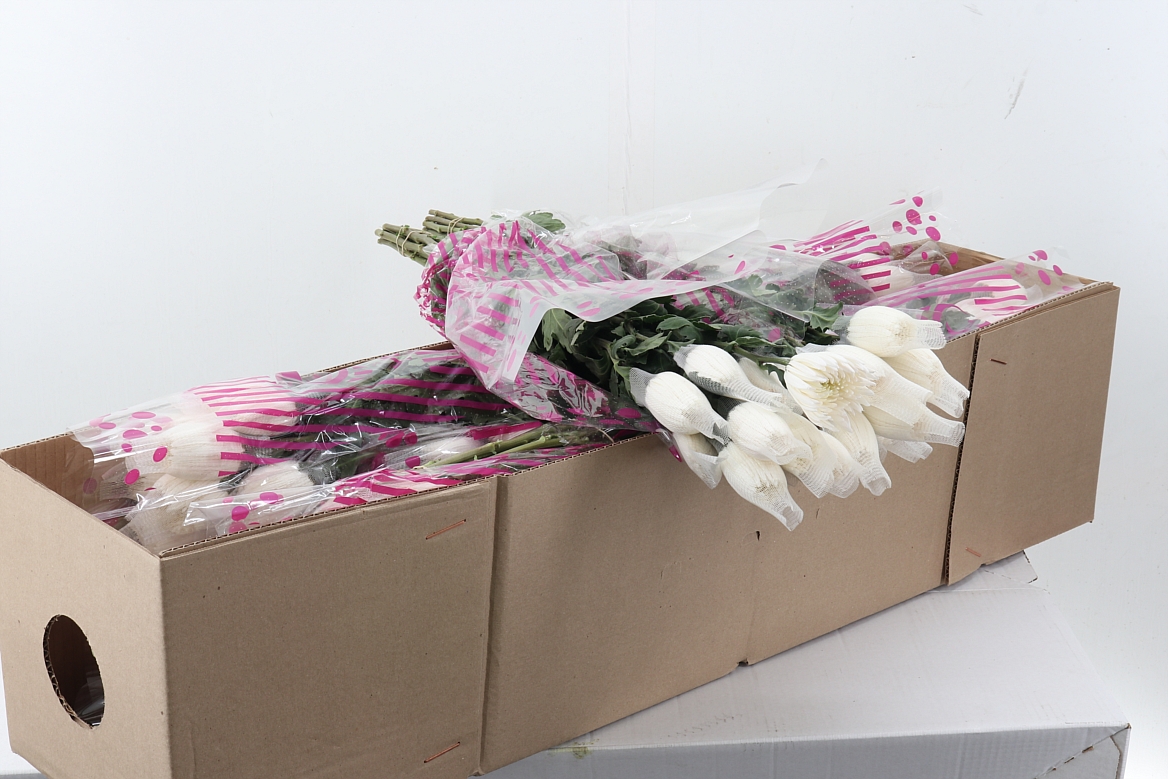 Chrys Single Anastasia White 70cm 55gram