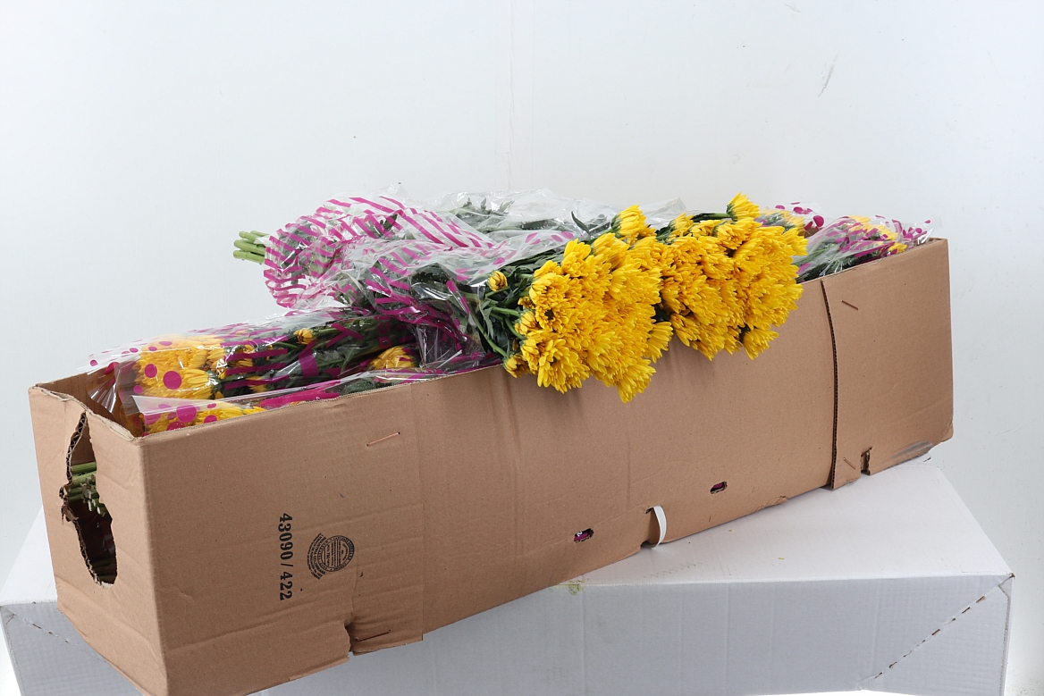Chrysant Santini 70cm 55Ø