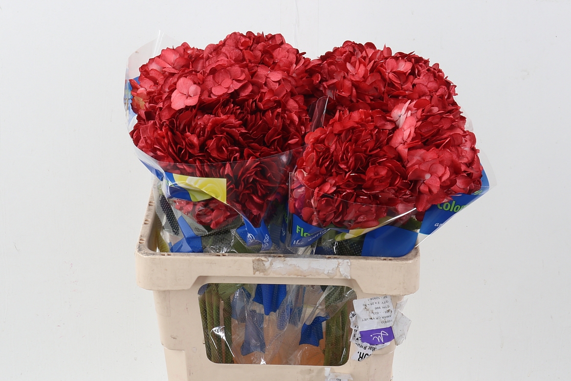 Hydrangea 60cm 15Ø
