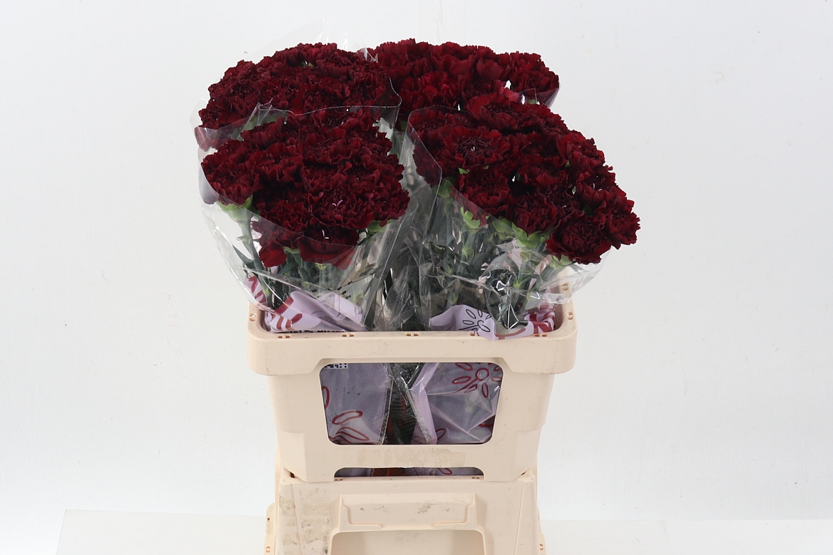 Dianthus Zurigo 60cm