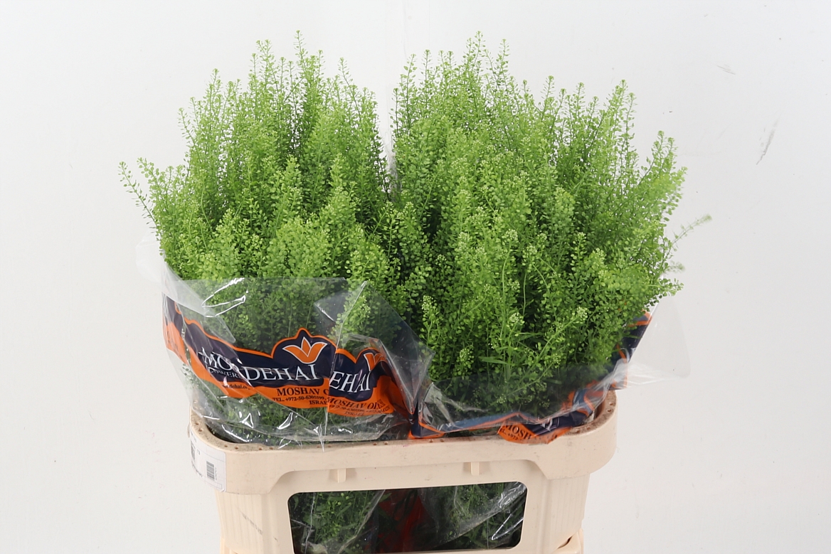 Lepidium Green Bell (THLAPSI) 80cm 26gram
