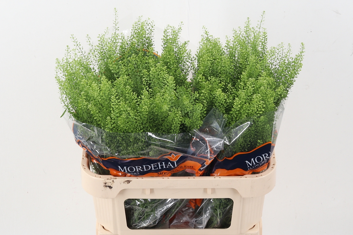 Lepidium Green Bell (THLAPSI) 75cm 22gram