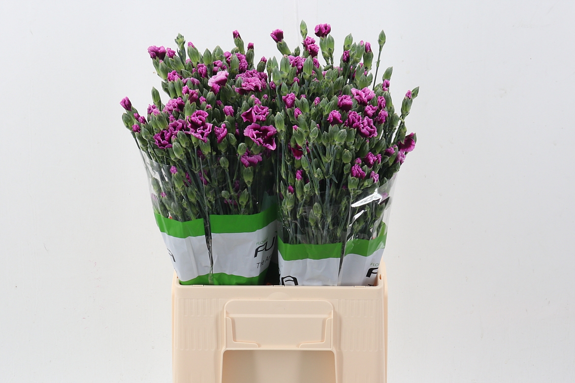 Dianthus Spr 60cm