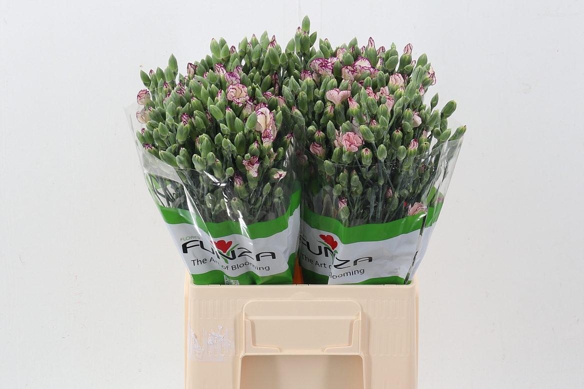 Dianthus Spr Solomio Tino 60cm