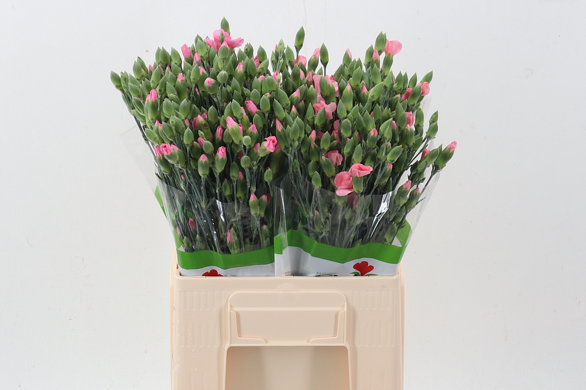 Dianthus Spr 60cm