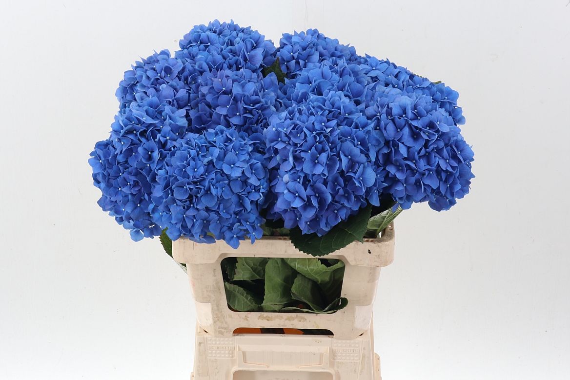 Hydrangea Pimpernel 60cm 18Ø