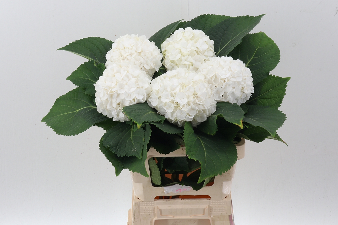 Hydrangea Cannonball 60cm 18Ø