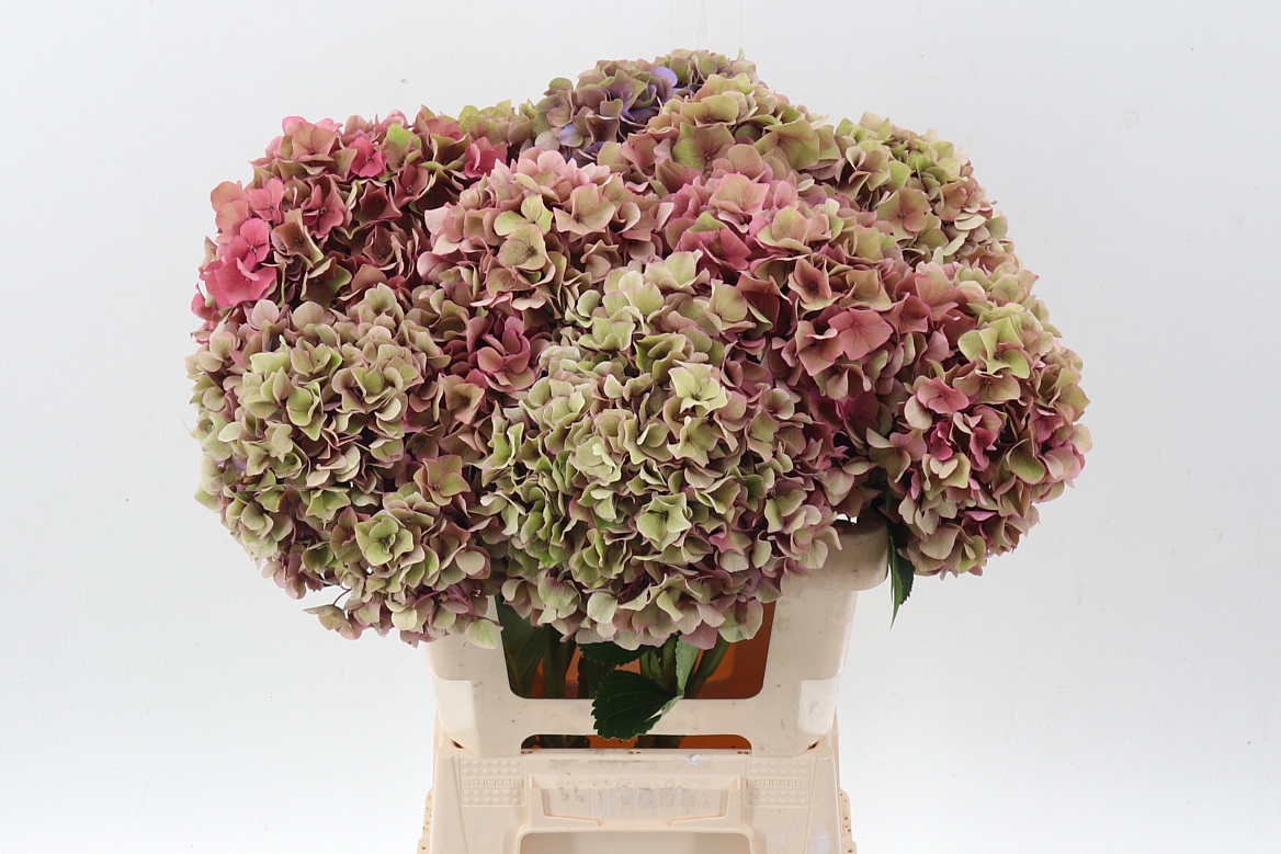 Hydrangea Royal Venice Classic 60cm 20Ø