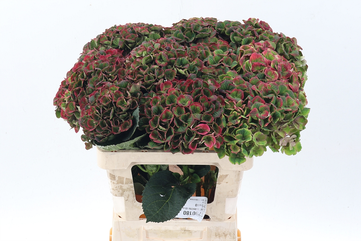 Hydrangea Charlotte Classic 60cm 18Ø