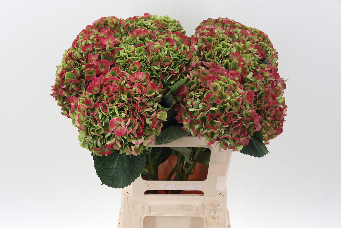 Hydrangea Opal Clas Pink 60cm 20Ø