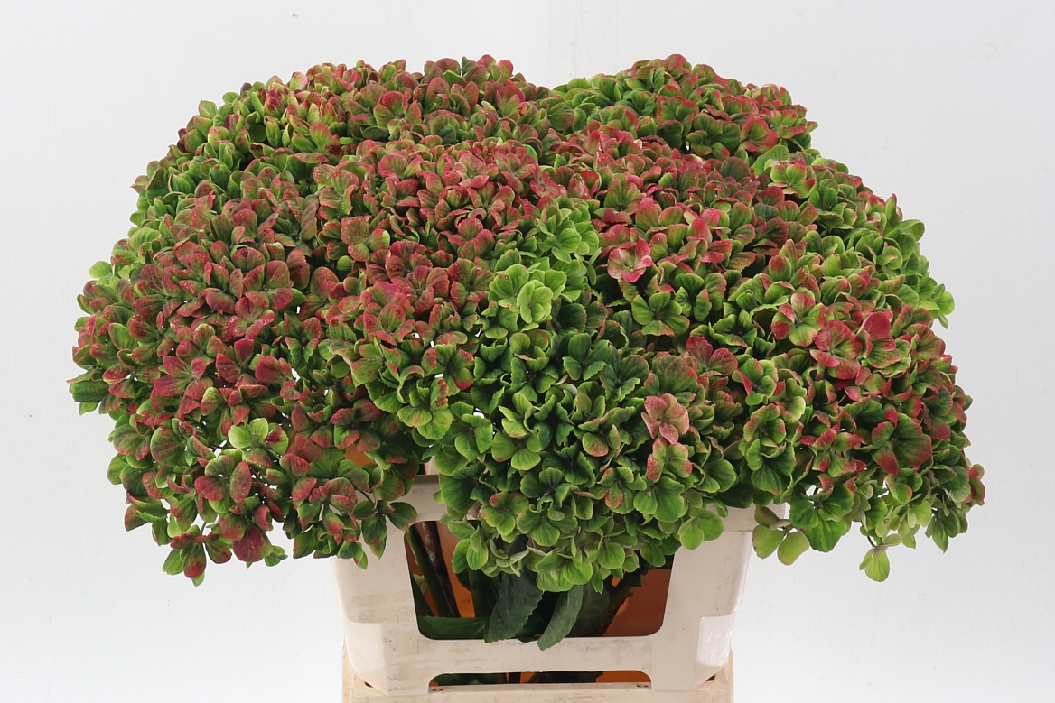 Hydrangea Magical Coral Classic 60cm 18Ø