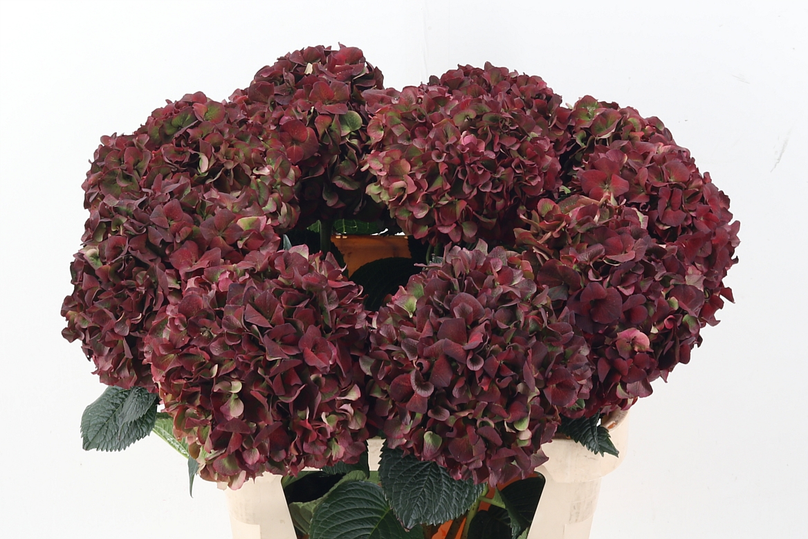 Hydrangea Ruby Pink Classic 80cm 23Ø