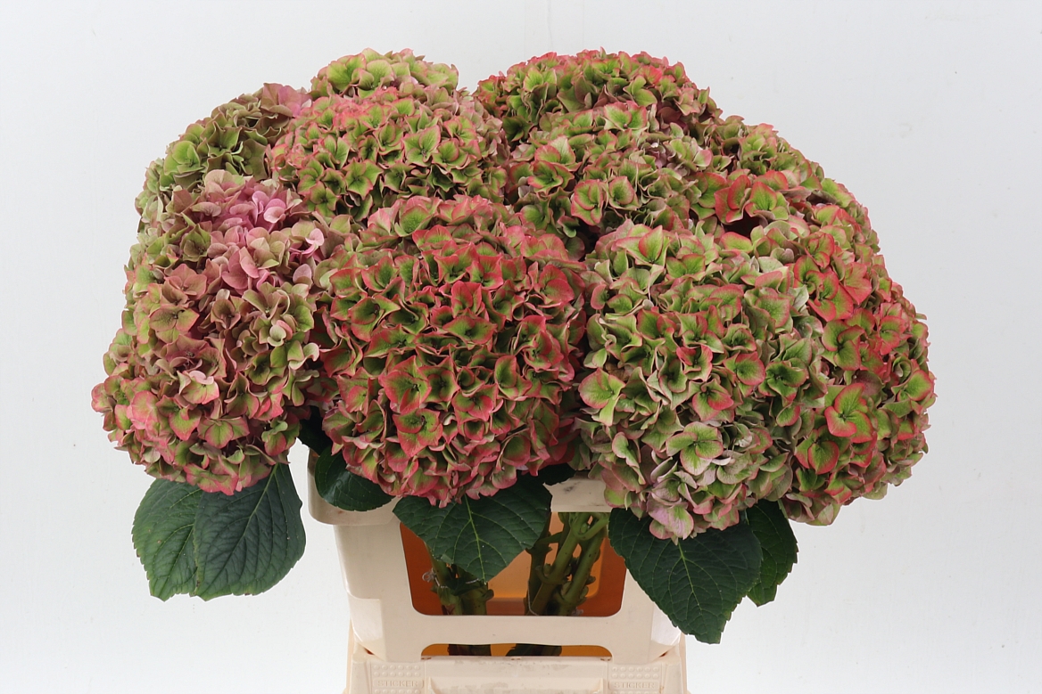 Hydrangea Rodeo Classic Pink 60cm 20Ø