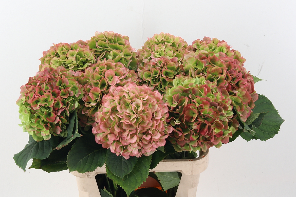 Hydrangea Verena Classic Pink 80cm 22Ø