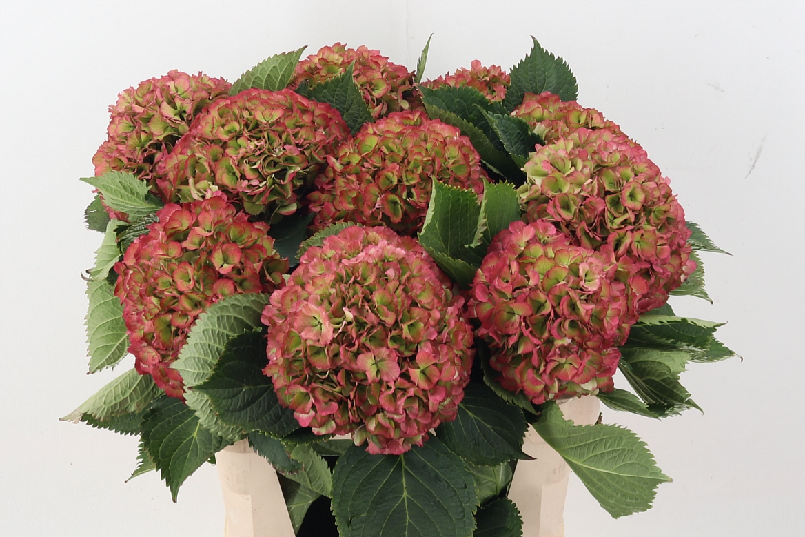 Hydrangea Elbtal Classic Pink 80cm 22Ø