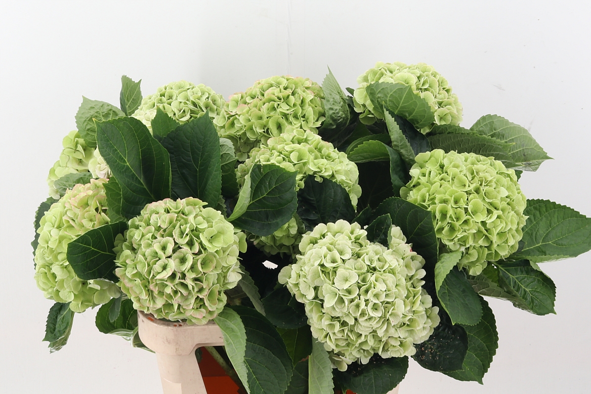 Hydrangea My Matcha Classic 80cm 19Ø