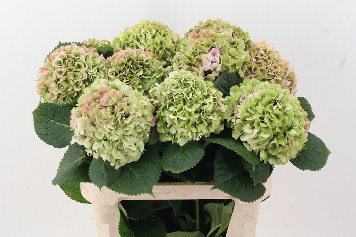 Hydrangea My Vienna Classic 80cm 18Ø