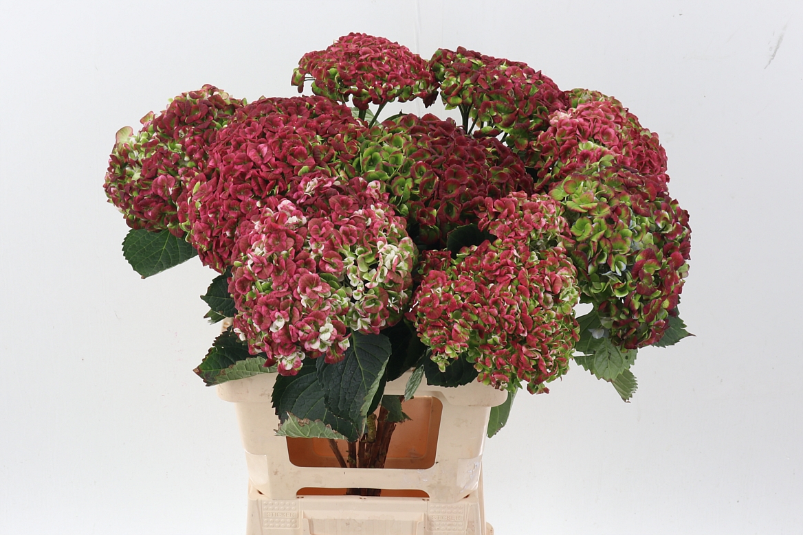 Hydrangea Revolution Pink/green 60cm 20Ø