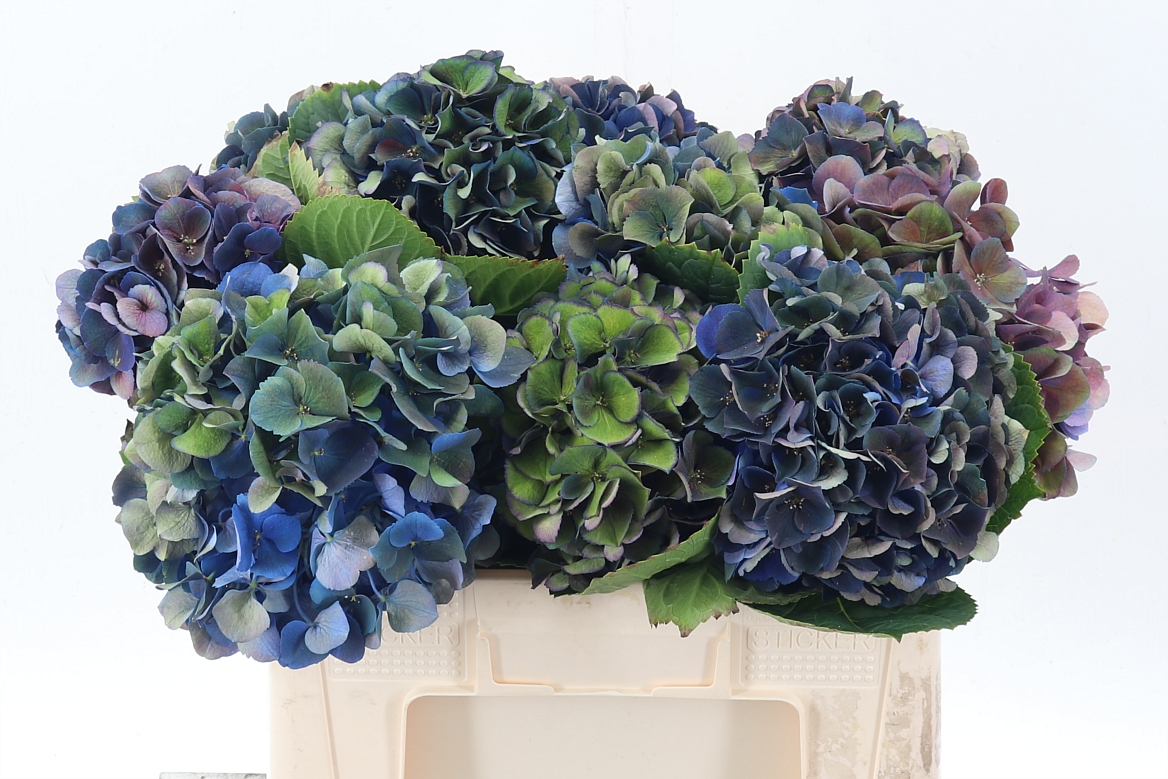 Hydrangea Royal King Classic 50cm 16Ø