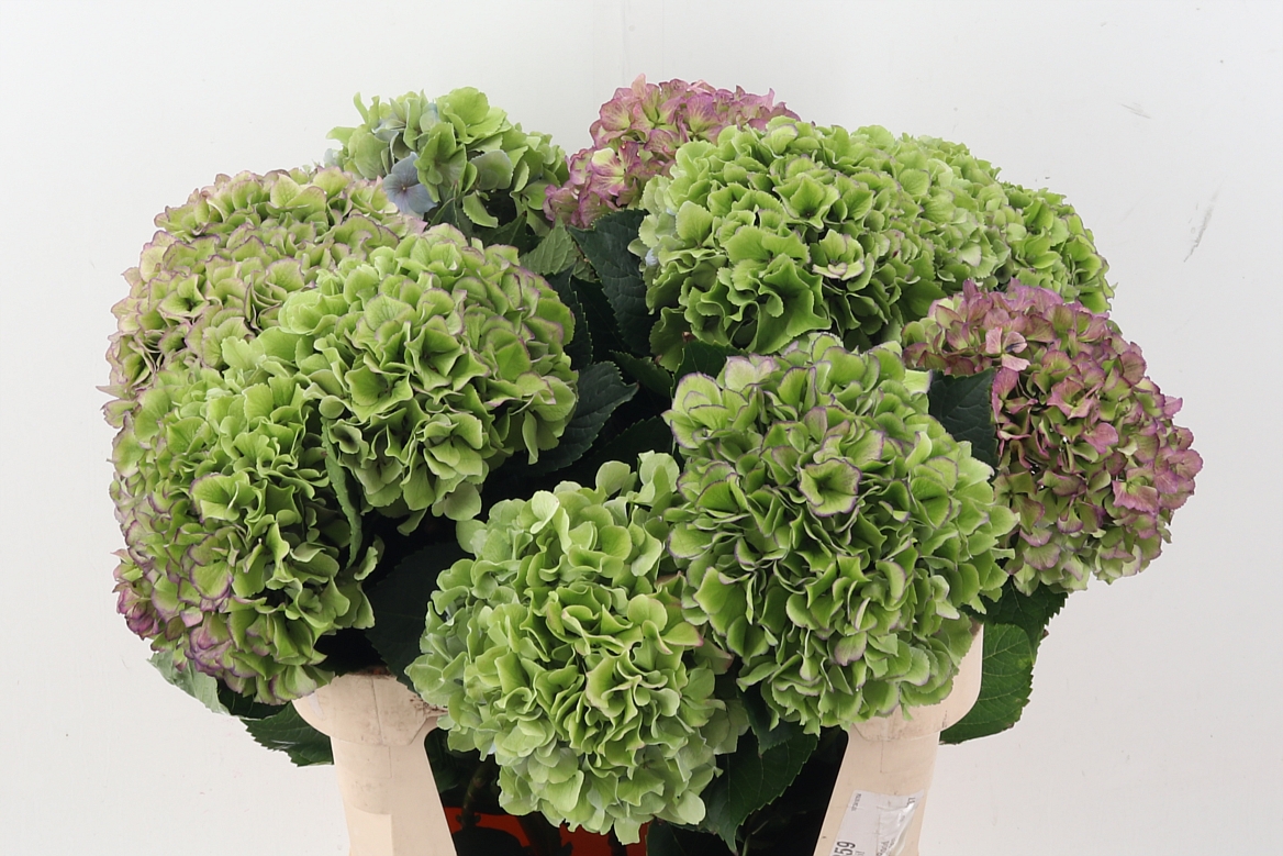 Hydrangea Benefit Classic 80cm 22Ø