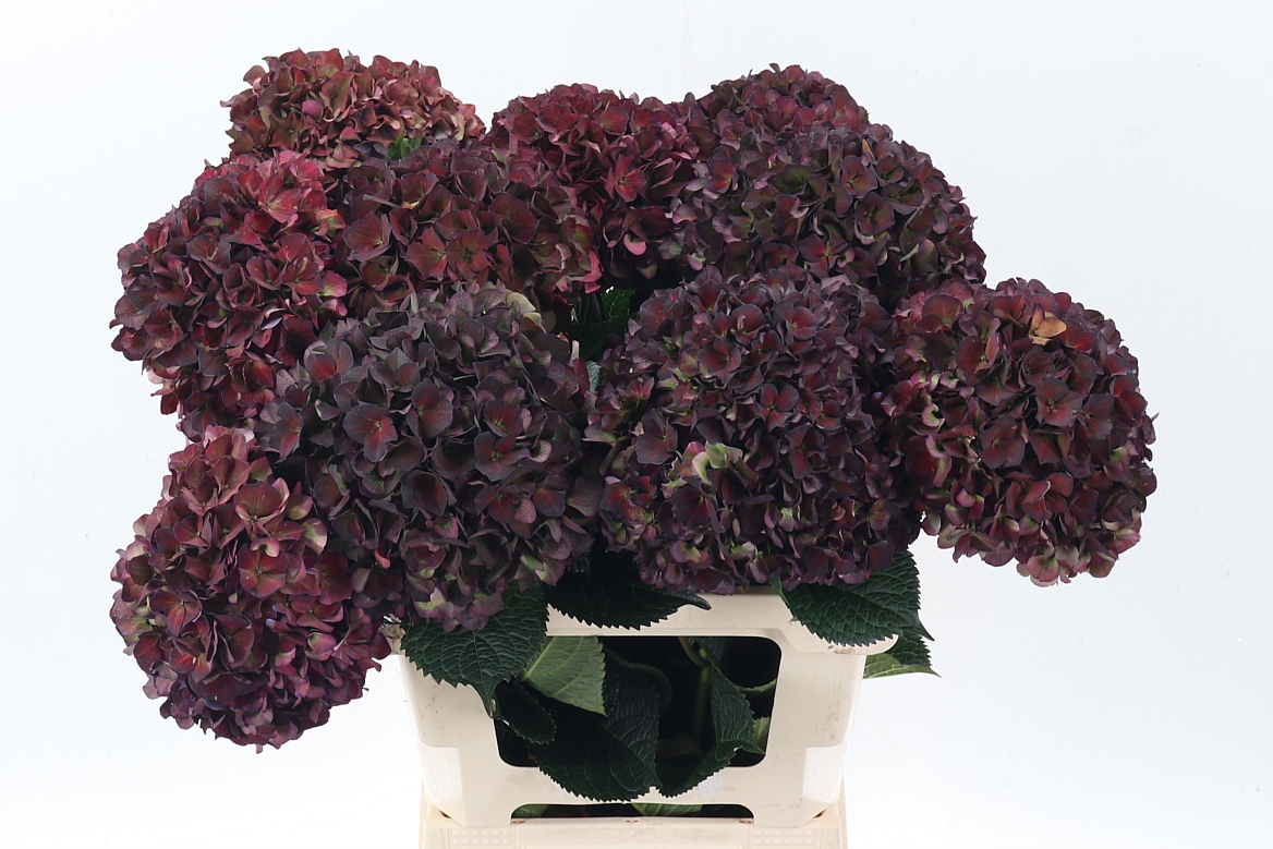 Hydrangea Ruby Pink Classic 60cm 20Ø